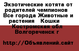  Экзотические котята от родителей чемпионов - Все города Животные и растения » Кошки   . Костромская обл.,Волгореченск г.